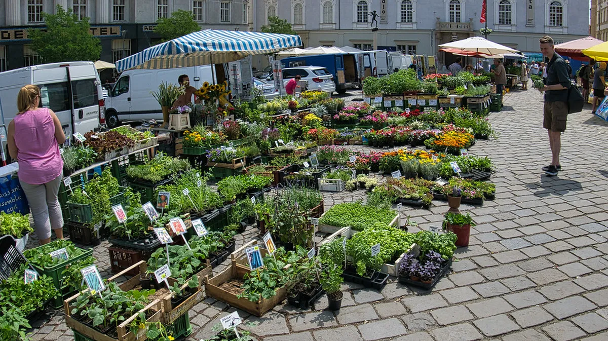 Zelny Trh Vegetable Market History: 10 Historic Brno Gems