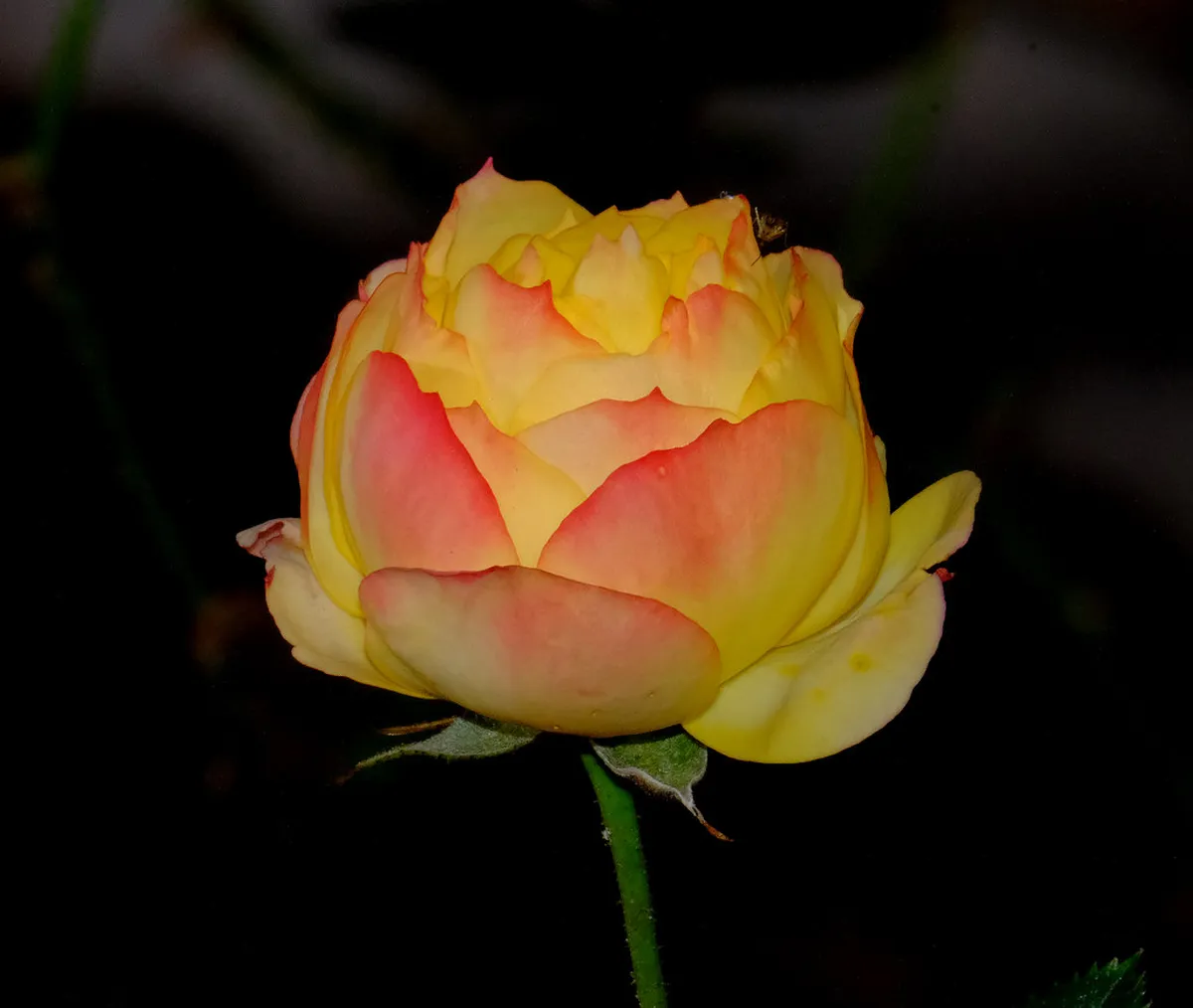 Accessibility for Walking in Český Krumlov: 11 Best Spots