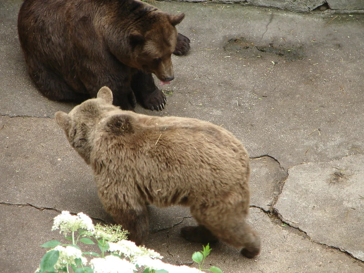 Guide to the Bear Moat at Český Krumlov Castle Entrance