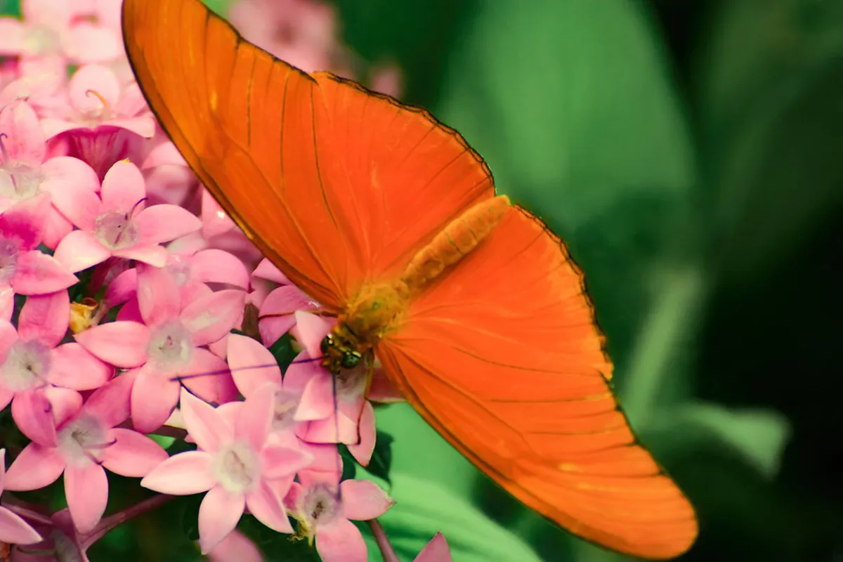Flora and Fauna on Vyšenské Hills Walk: Seasonal Guide