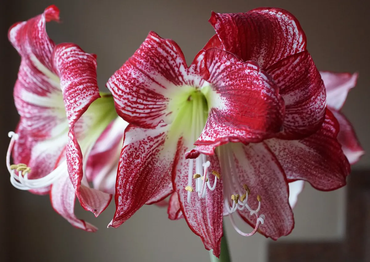 White Lady of Rosenberg Legend Route: 9 Spooky Stops