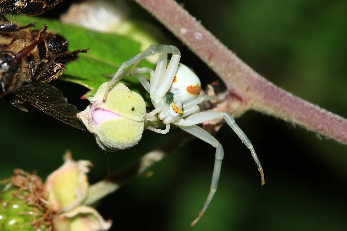 How to Find the Olomouc Cheese Vending Machine