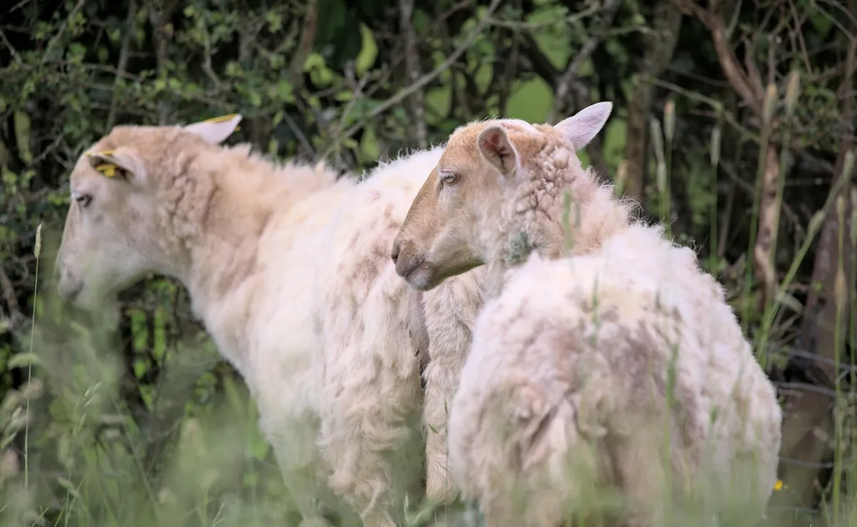 10 Fun Things to Do in Olomouc with Kids on Foot