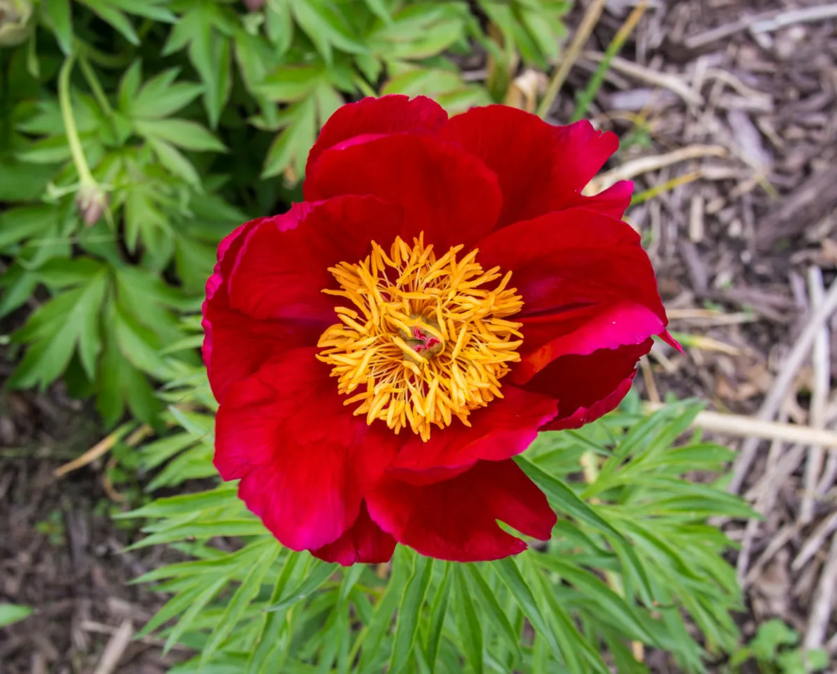 10 Best Sights on Smetana Gardens Plzeň Promenade